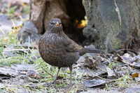 Bright bird stands out in fallen leaves at dusk